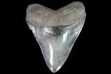 Serrated, Fossil Megalodon Tooth - Beautiful Enamel #86064-1